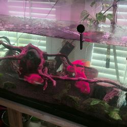 Aquarium Decoration