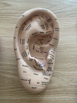 Ear Model Reflexology Acupoint Learning Display Ear Model 6.5”