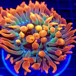 Bubble Tip Anemone Coral