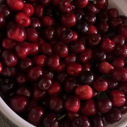 fresh picked cherries