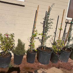 Guanuchil orégano rosas calabaza plantas desérticas guías y más