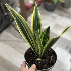 Snake Plant Golden Flame-6in Pot