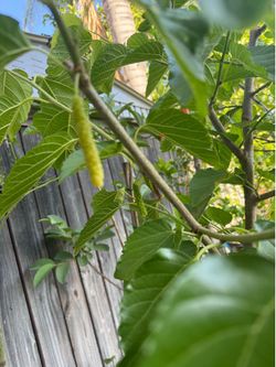 White Pakistani mulberry tree
