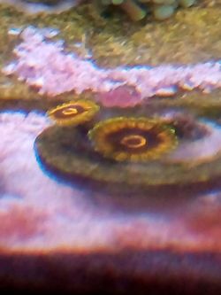 Zoa's (Jedi mind trick)