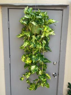 Pothos Patricio Trailing House Plant 6” Hanging Pot