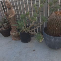 Bonsai 