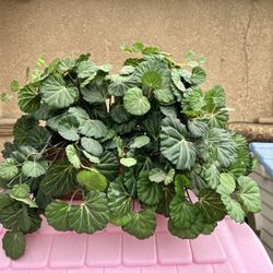 Artificial Plant Decor