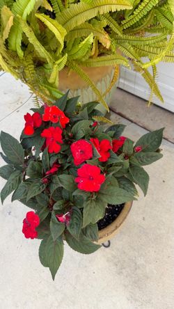 Impatient plant
