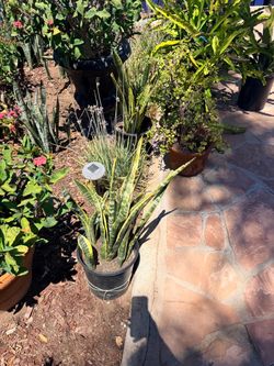 Dragon fruit $25 a plant snake plants same