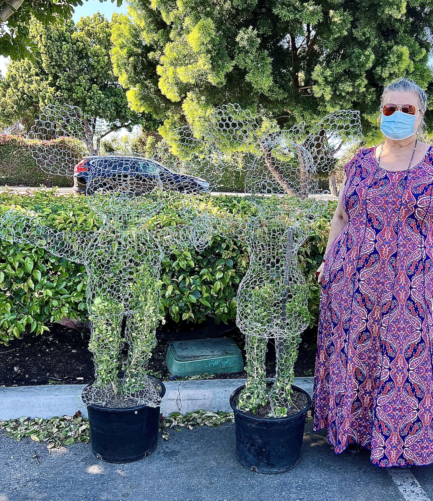 TOPIARY PLANTS - We Make Any Shape in Many Sizes - Custom For Gifts!