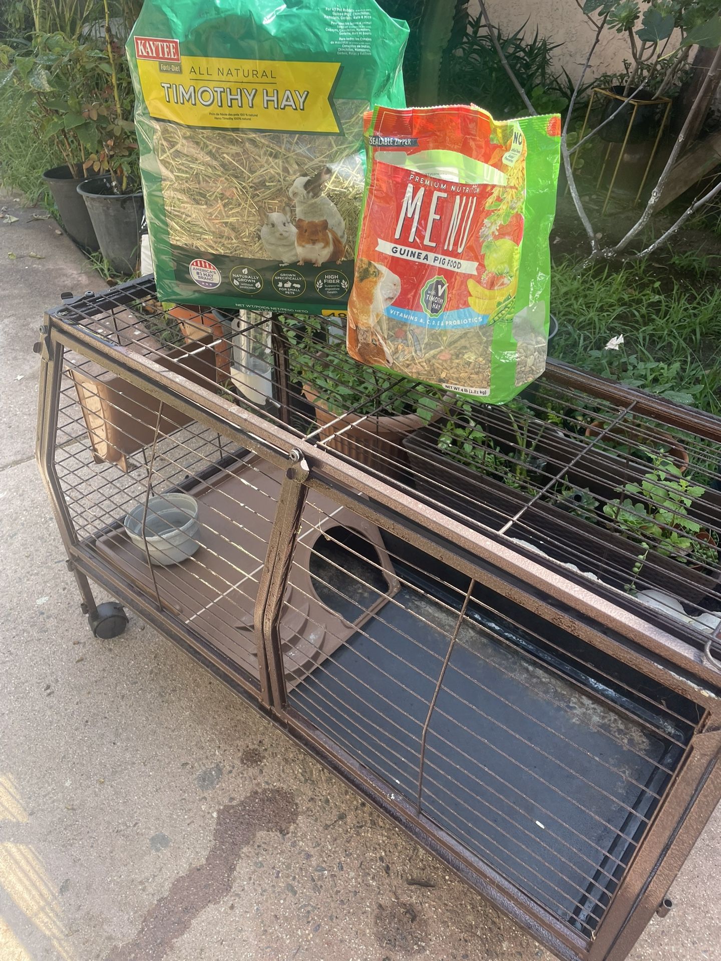 Cage Para guine Pig Buenas Condiciones Con Paja Y Comida De Grano