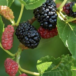 Everbearing  Mulberry Dwarf - 10 Cuttings For Rooting 