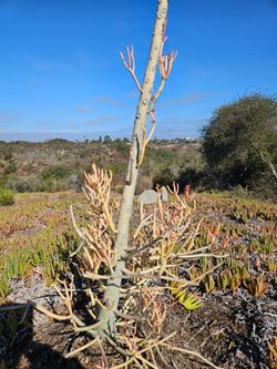 Firestick plant