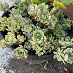 Succulent cutting $1 for Sale in Poway, CA - OfferUp