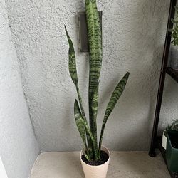 Sansevieria  plant