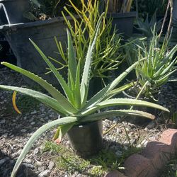 Aloe Vera 