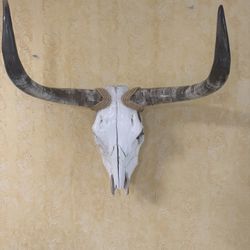 Longhorn Skull And Horn Bull Horn Mount Taxidermy Western Decor 