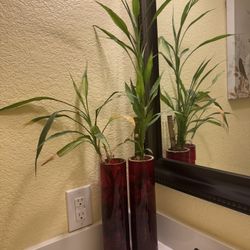 Indoor Plant