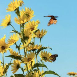 Native Sunflower 