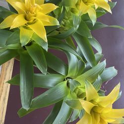 Bromeliad Yellow Flower Plants