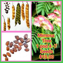 Mimosa Tree Seed Pods $10