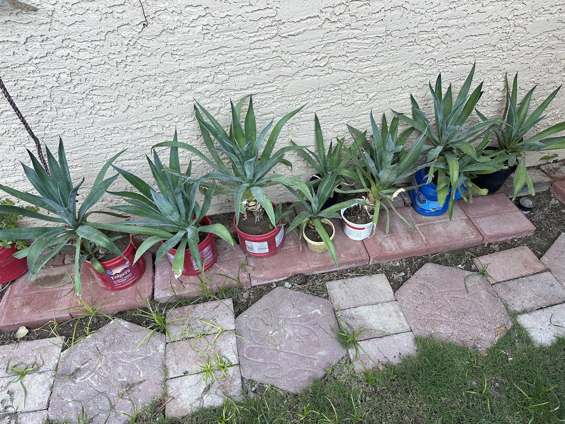 Blue Agave Plant $5-$15