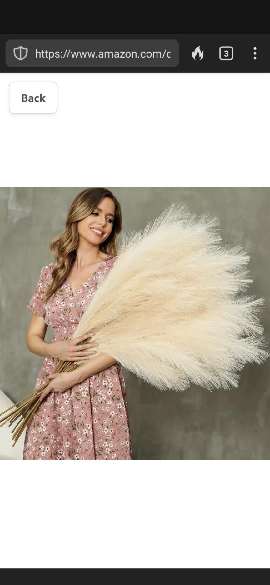 Pampas Grass Brand New