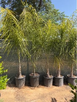 Queen palms 15 gal