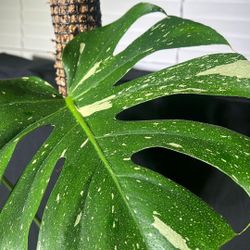 Monster Thai Constellation Variegated Moss pole Plant 