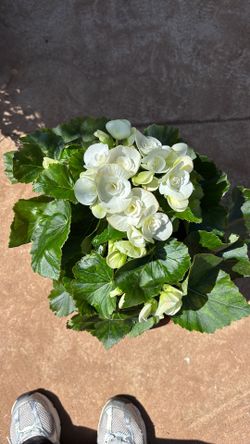 Winter flowering begonia