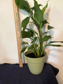 25” Peace Angel plant.  Another  one I nurtured from plant propagation.  Love and sun is all it needs.  This is my hobby for over 30 years.  .