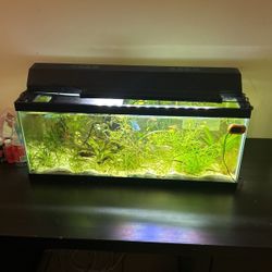 Fully Stocked Fish Tank