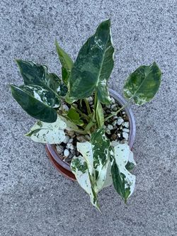 Philodendron Burle Marx Snow White