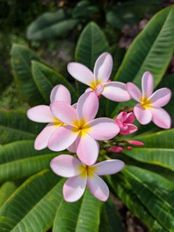 Plumeria