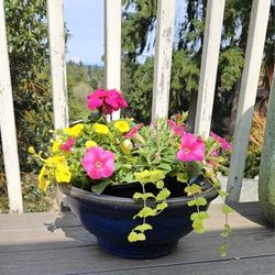 Flower Pots. Reduced! Blue Glazed Terracotta.  12 Available 