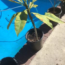 plumeria (will have yellow flowers) plant