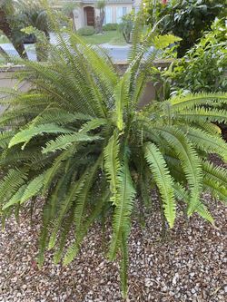 Giant Fern Plant For Decoration 