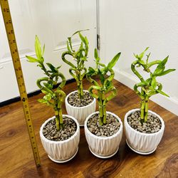 Double Heart Lucky Bamboo Live Indoor Plant In Ceramic Pot $12/each