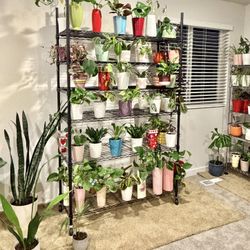 Indoor Plants Sale 15% OFF