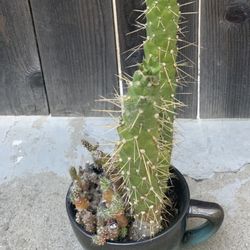 Cactus and Succulent Bowl Arrangement in Decorative Large Ceramic Coffee Mug Pot Live Plants Cup  Cash only  Pick up in North San Jose, by appointment