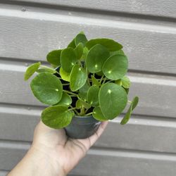 4” pilea money plant