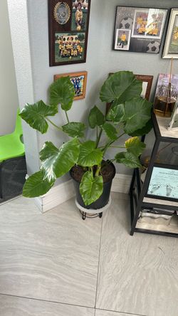 Plants Alocasia Odora (30 each )
