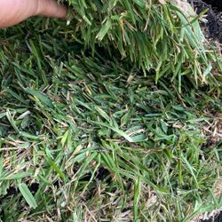 St. Augustine Sod - $225 Per pallet 