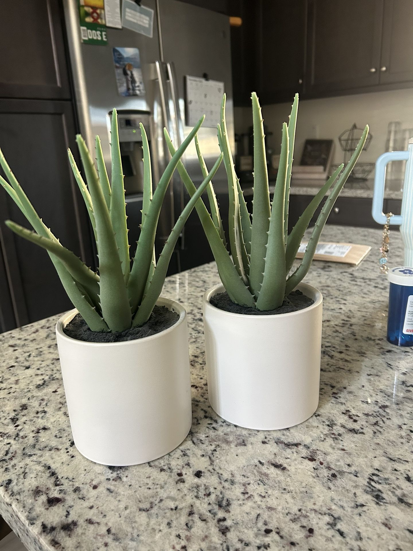 Home Decor- Cactus