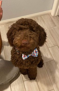 Handmade Bow ties, Bows
