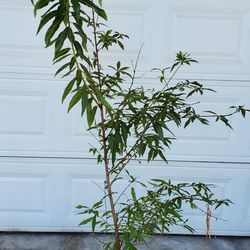 6FT Nectraine Tree
