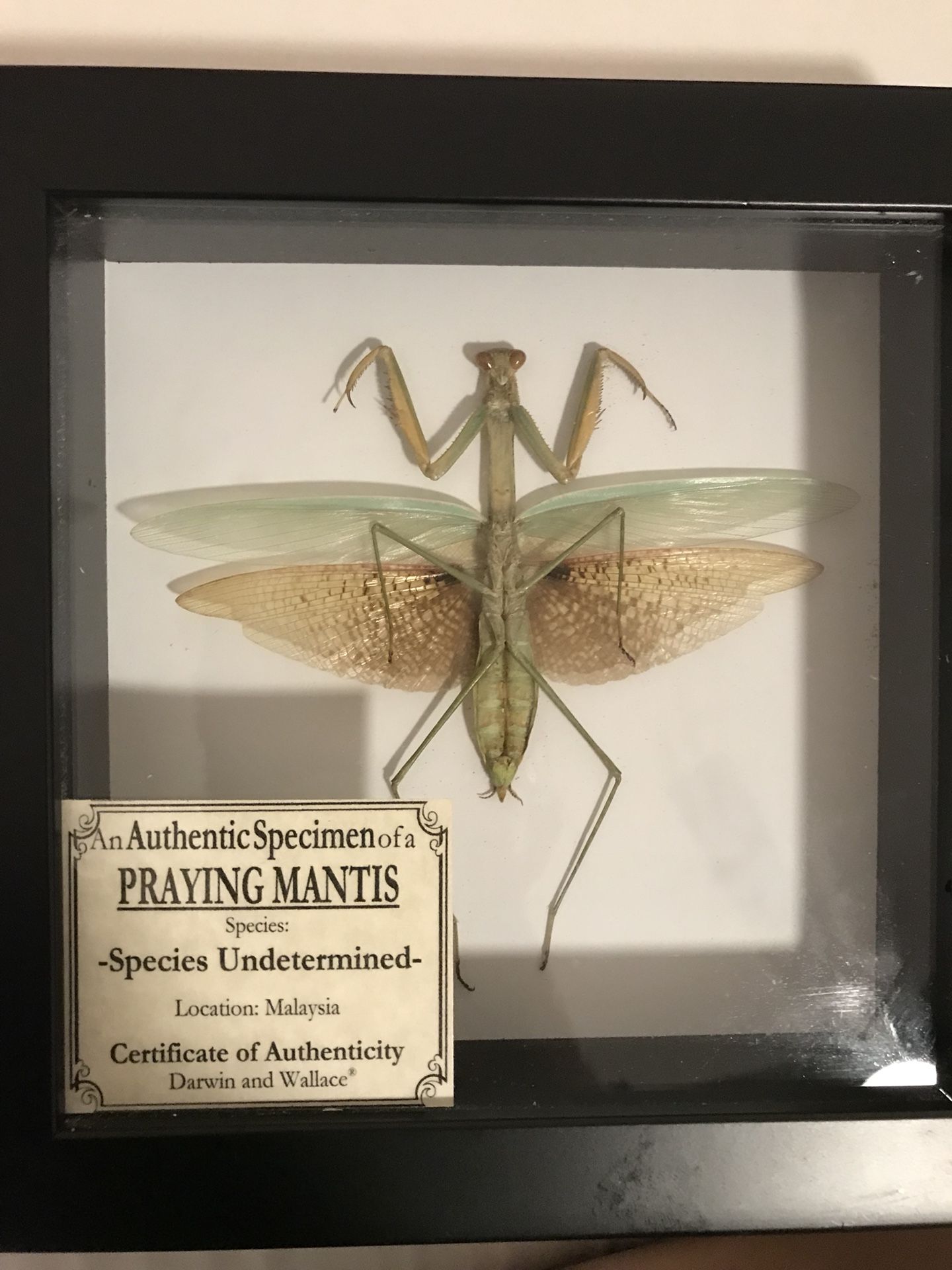 Taxidermy Praying Mantis in Shadow box