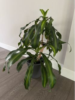 Corn plant