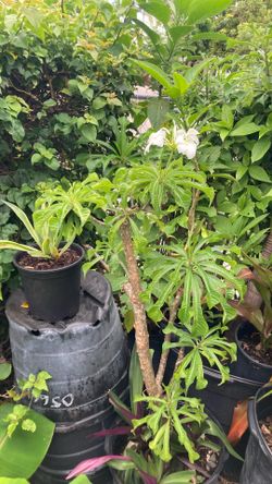 Plant