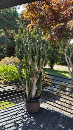 Cactus